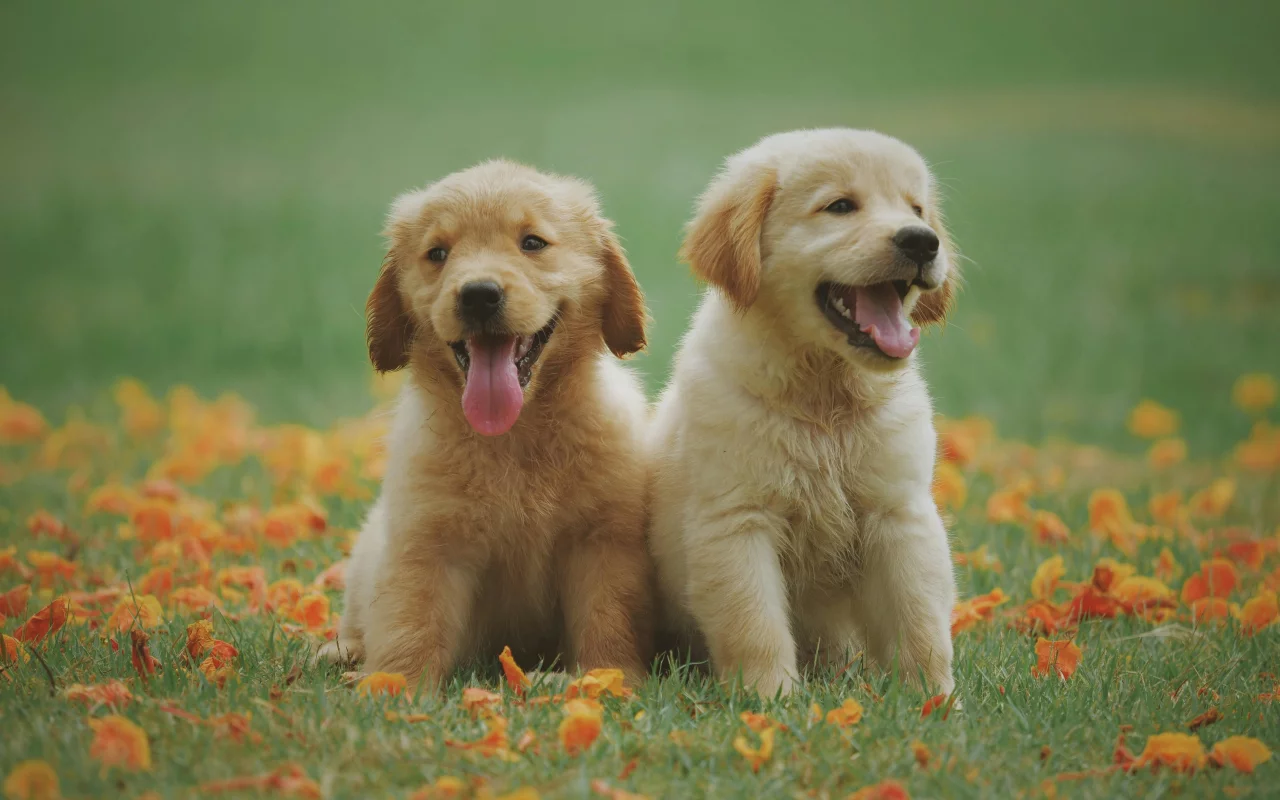 Bringing Your Cat and Dog to Turkey: The Ultimate Step-by-Step Guide